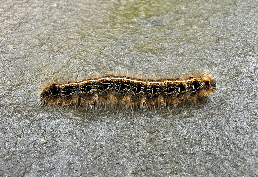 organic-insect-control-eastern-tent-caterpillar