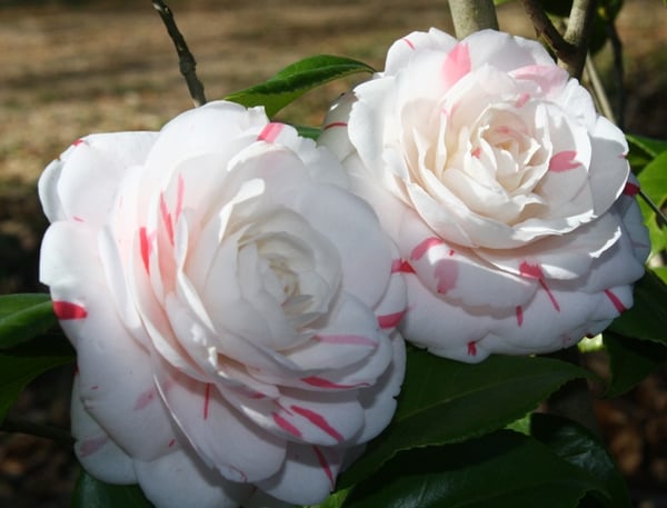 Camellia La Peppermint 1