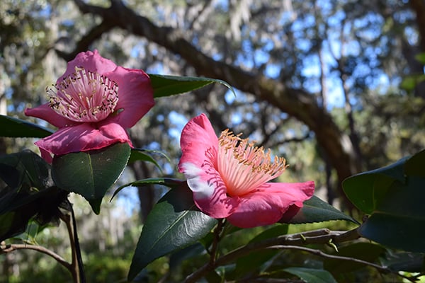Camellia in Savannah ga small image