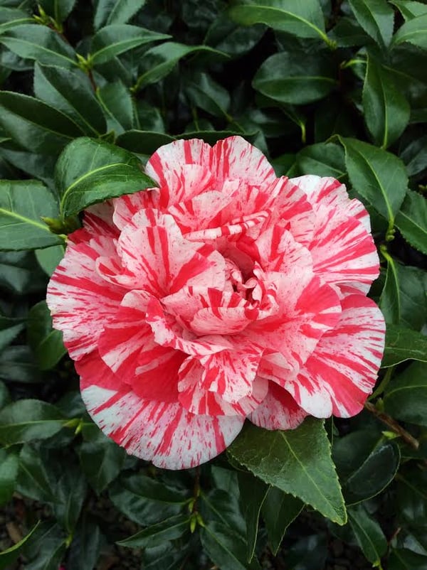 camellia bella romana 2