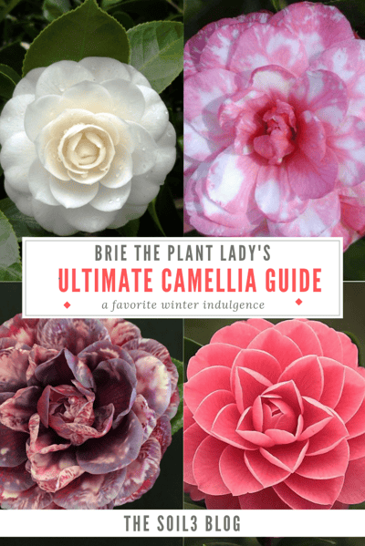 camellia guide