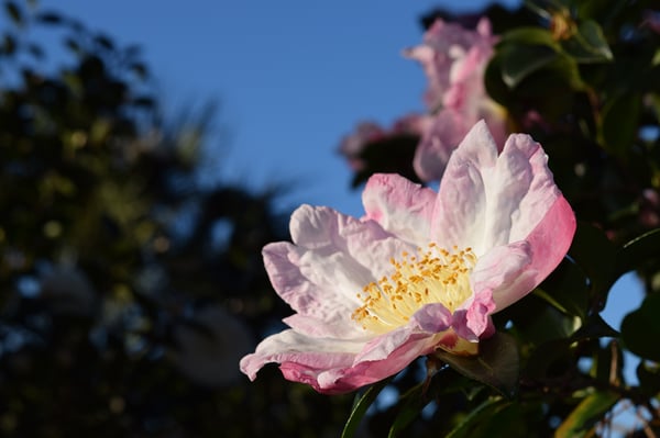 camellia in savannah small pic