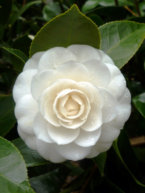 camellia_-_perfection_white