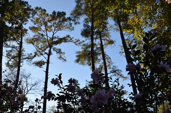 camellias under high pine shade