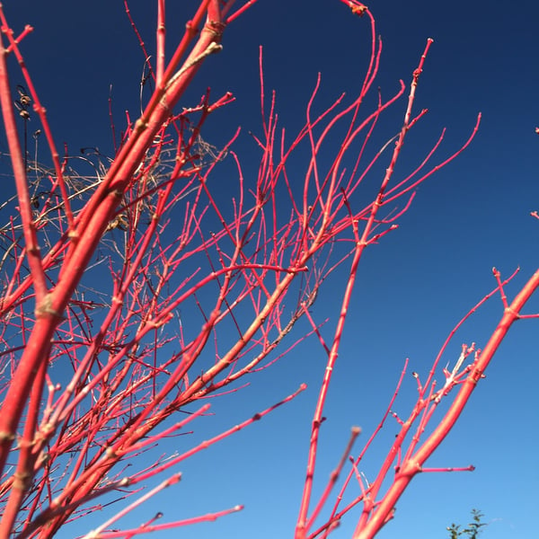 Acer palmatum Sangu Kaku