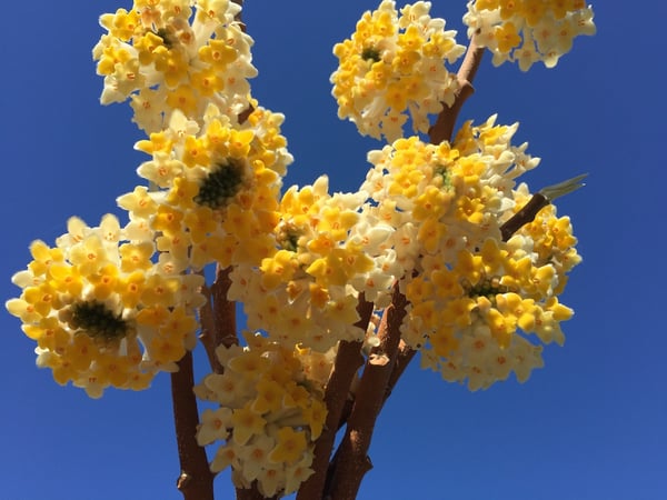 Edgeworthia chrysantha bouquet from paper bush