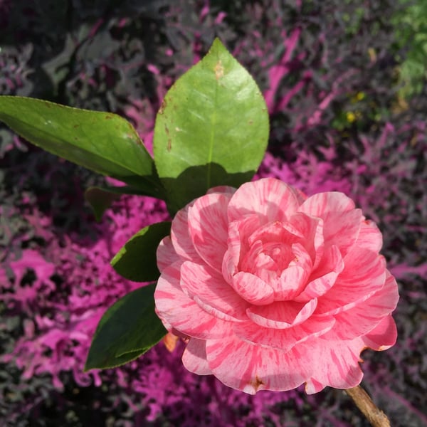 camellia-japonica-roma-rissorta