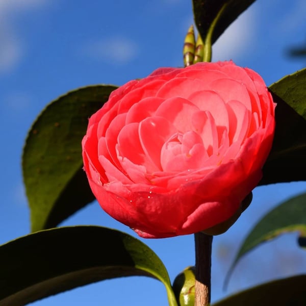 jacks-camellia