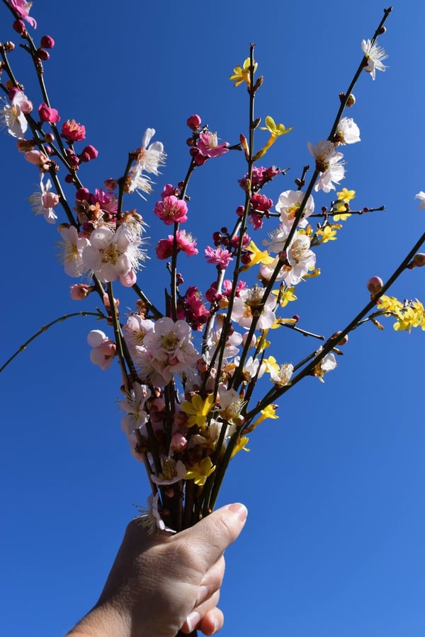 flowering apricot and _ bouquet