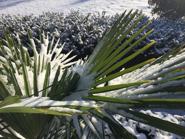 hardy windmill palm