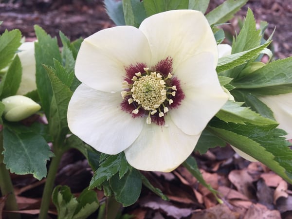 hellebores white flower