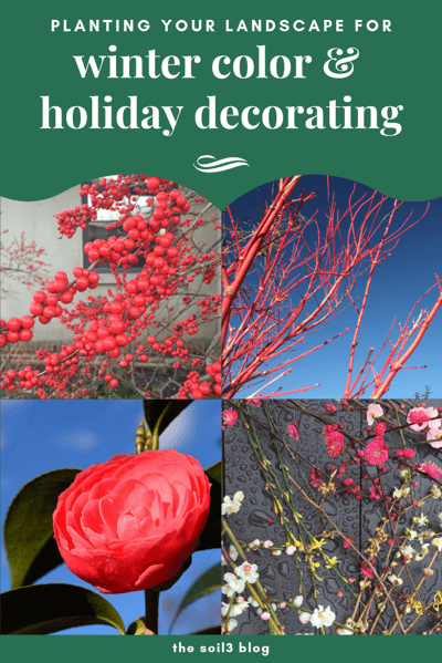 landscape winter color and holiday decorating