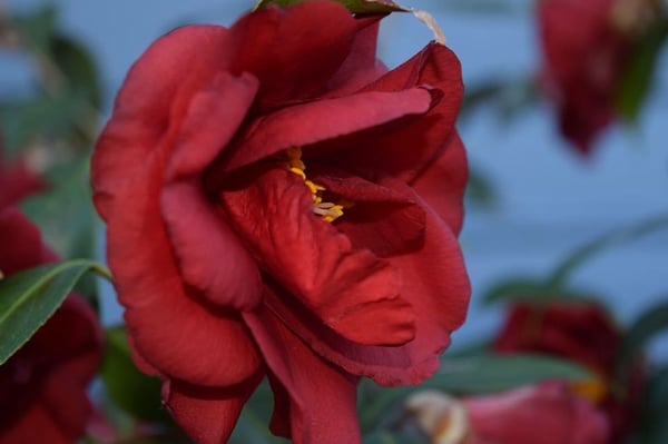 royal velvet camellia