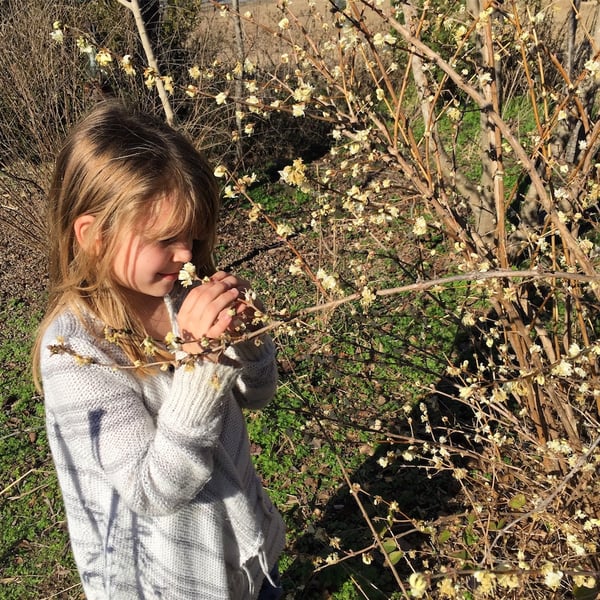 smelling bush honeysuckle Lonicera fragrantissima