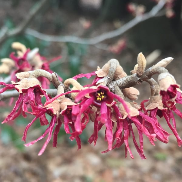 winter flowers