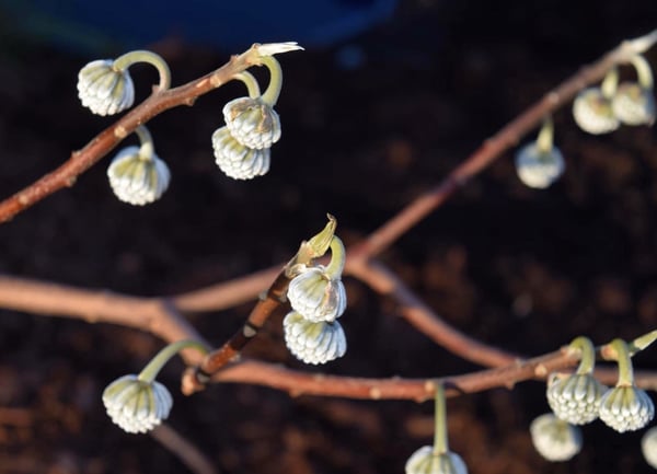 winter interest plant