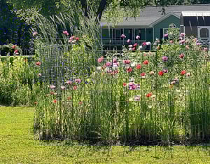Building a Native Plant Garden from Scratch - Part 4: Deterring Wildlife
