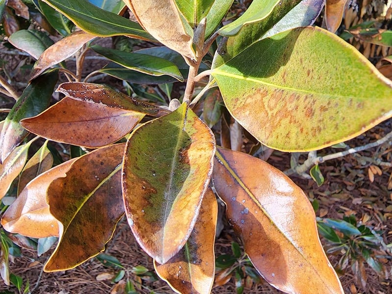 Southern Magnolia winter damage Troy Marden