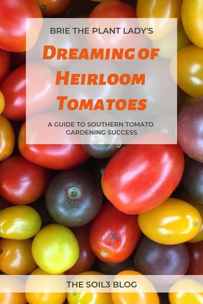 Dreaming of Heirloom Tomatoes blog pinnable graphic (1)