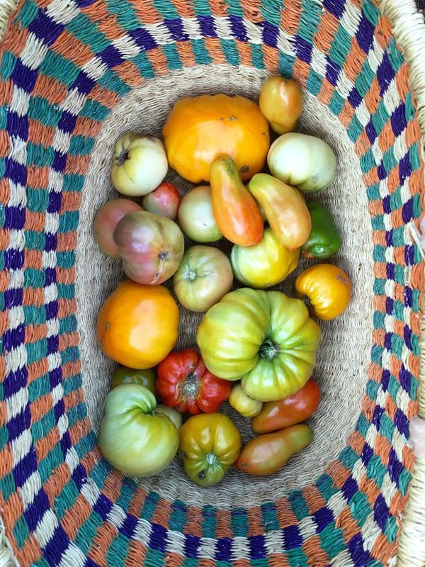 tomatoes in basket