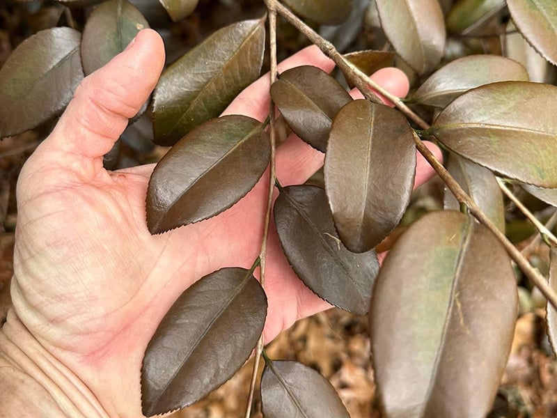 camellia winter damage Troy Marden