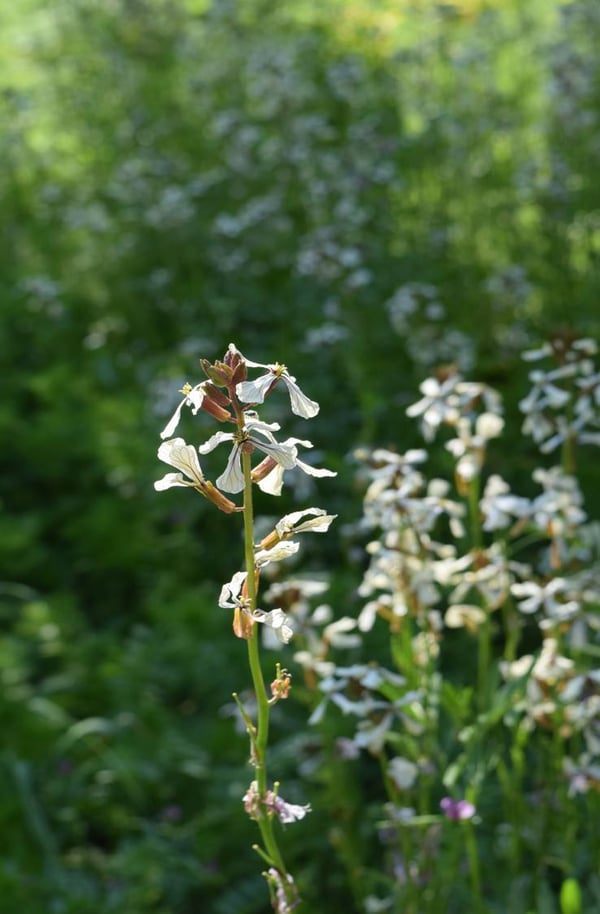 edge arugula flower