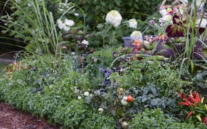 Foodscaping Simplified - How To Plant an Edible Bed Edge