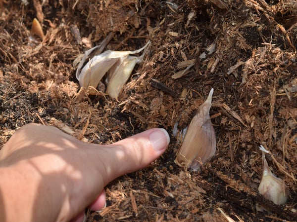 edge garlic planting