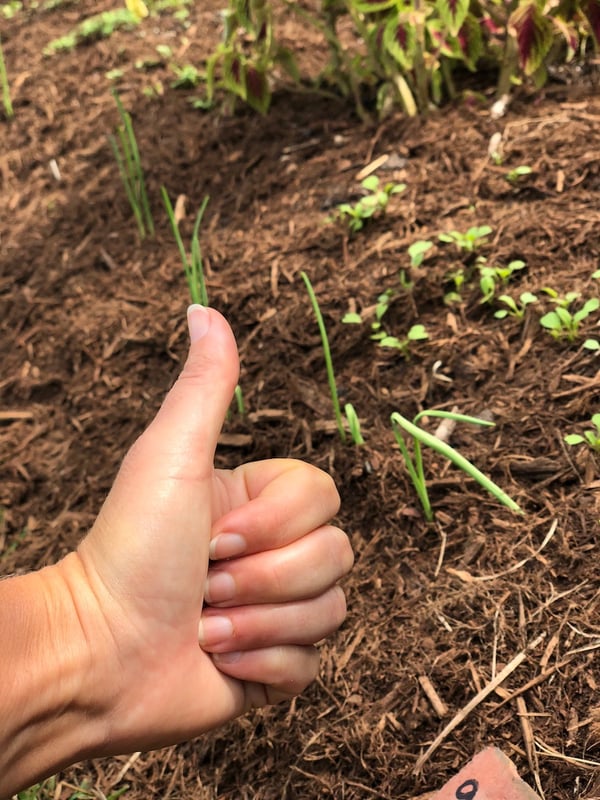 fall vegetable sprouts thumbs up