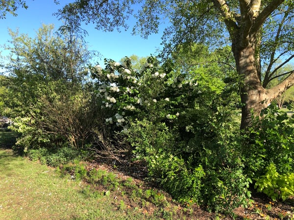 front bed planting in need of mulch