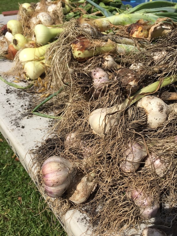 garlic and onion harvest