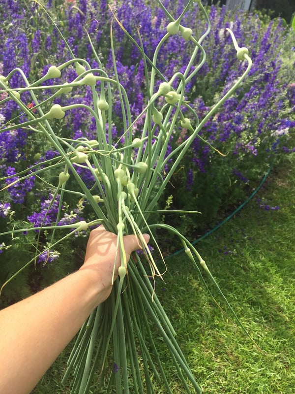 garlic scape harvest