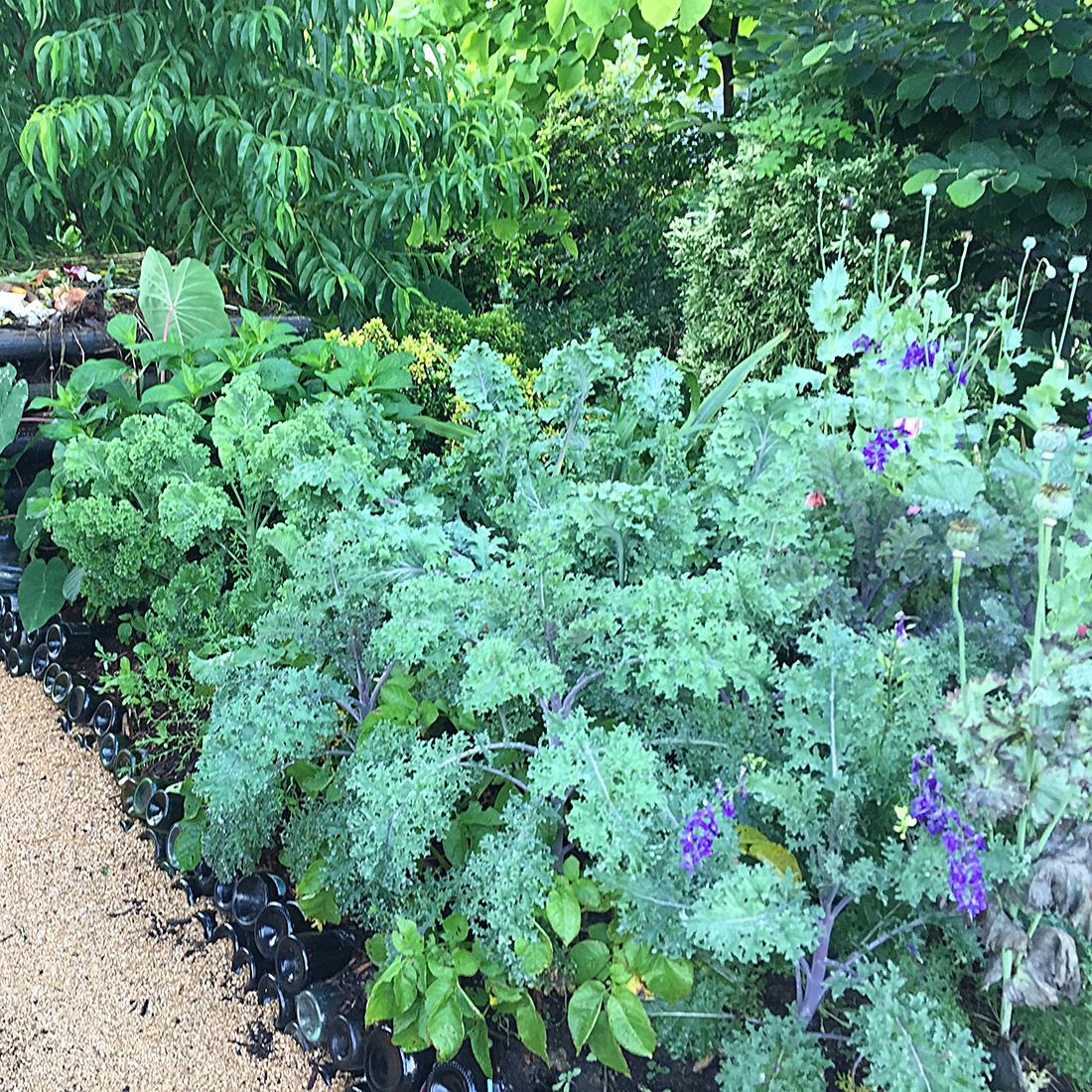 greens border with poppies