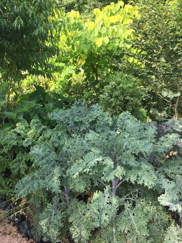 greens in the foodscape