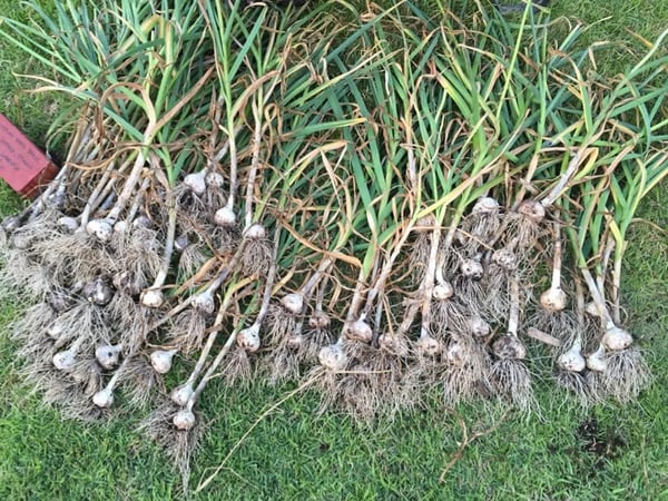 growing garlic to deter voles