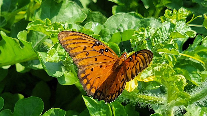 gulf fritillary butterfly on potato Nestor Vela