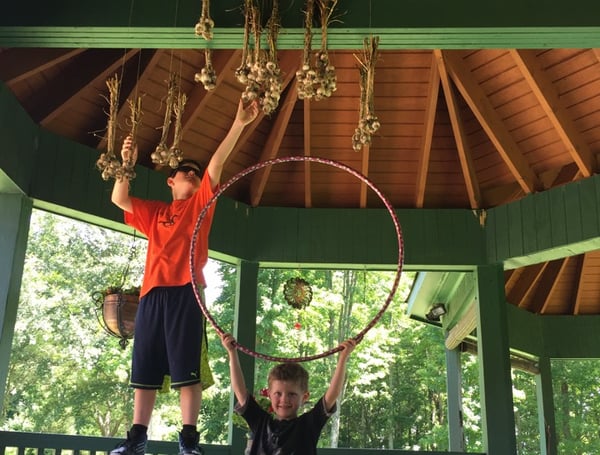 hanging garlic bulbs to dry