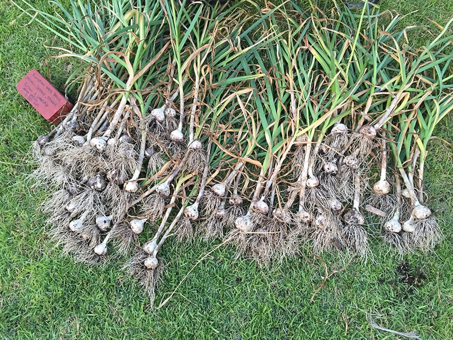 how-to-keep-wildlife-out-of-your-garden-plant-choices-garlic1