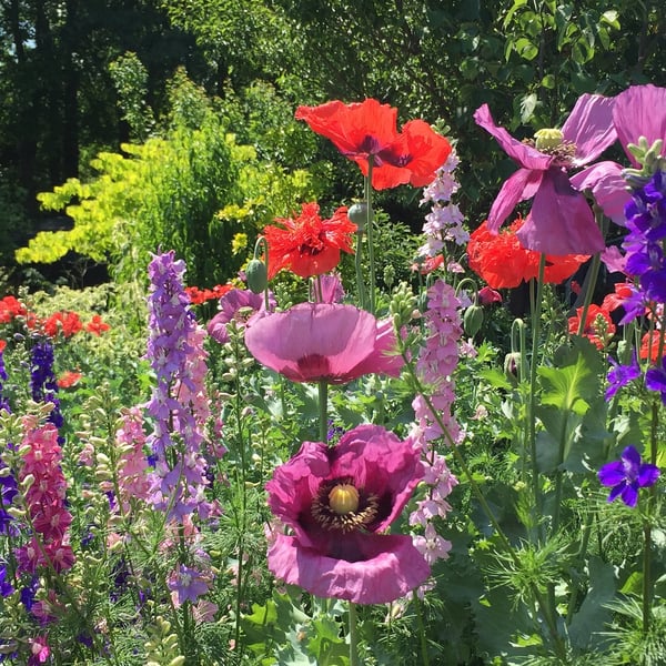 larkspur and poppies