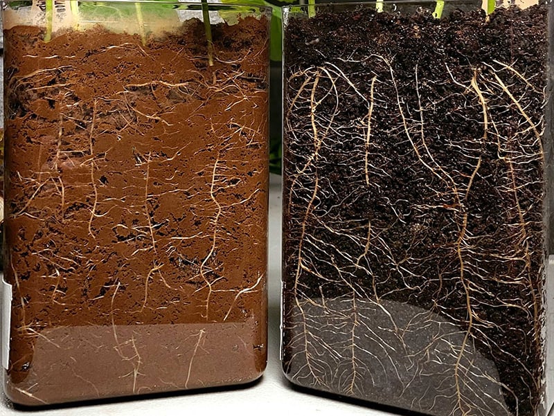 native soil vs compost Nestor
