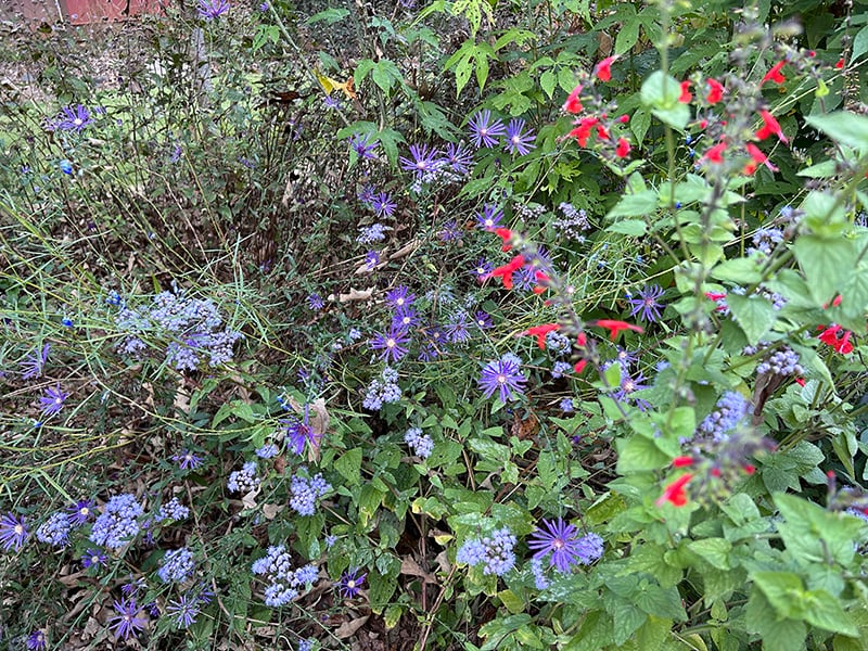 natives in Soil3 compost