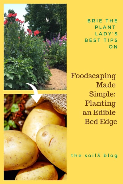 planting an edible bed edge (1)