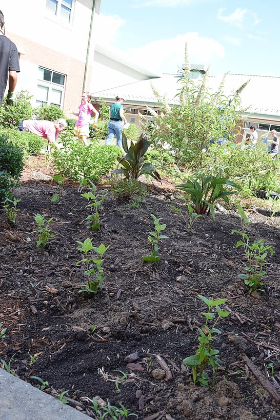 plants for rain garden