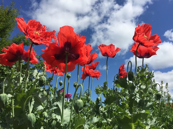 poppies in Brie Arthurs yard