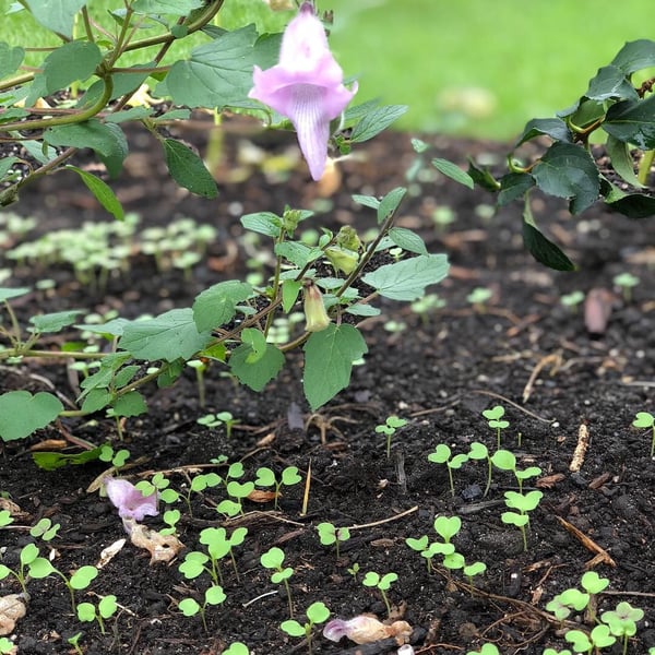 seedlings sprouting up in soil3