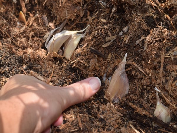 thumb garlic cloves into bed edge