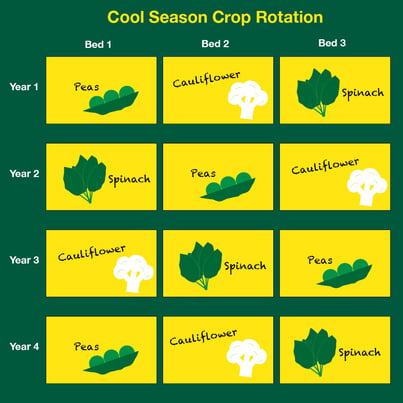 Cool season crop rotation 2.jpg