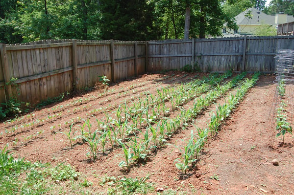 Garden Beginnings