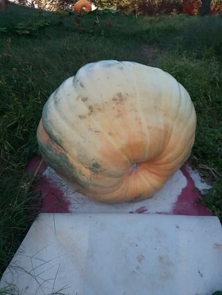 1944 Connally pumpkin before harvest 3rd week of september.jpg