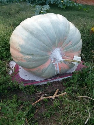 1944 connally giant pumpkin green coloring from squash ancestor.jpg